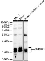 eIF4EBP1 Rabbit pAb