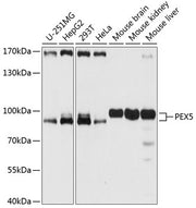 PEX5 Rabbit pAb