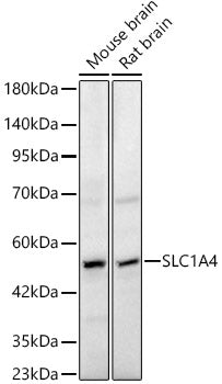 SLC1A4 Rabbit pAb
