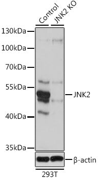 [KO Validated] JNK2 Rabbit pAb