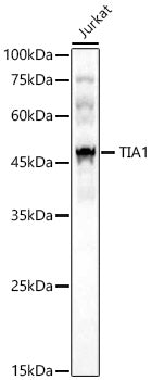TIA1 Rabbit pAb