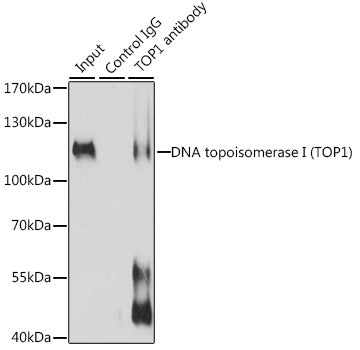 DNA topoisomerase I (TOP1) Rabbit pAb