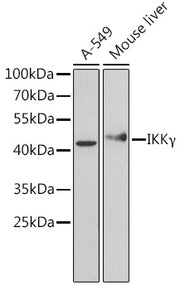 [KO Validated] IKKγ Rabbit pAb