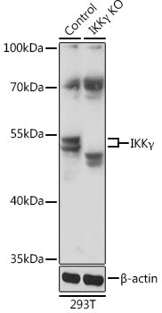 [KO Validated] IKKγ Rabbit pAb