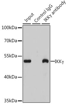 [KO Validated] IKKγ Rabbit pAb