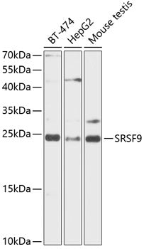 SFRS9 Rabbit pAb