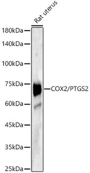 COX2/PTGS2 Rabbit pAb