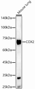 COX2/PTGS2 Rabbit pAb
