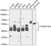 TNFRSF10A Rabbit pAb