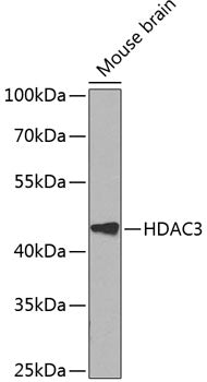 HDAC3 Rabbit pAb