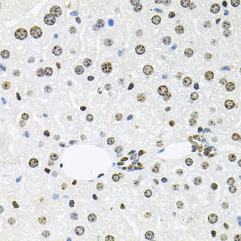 HDAC3 Rabbit pAb