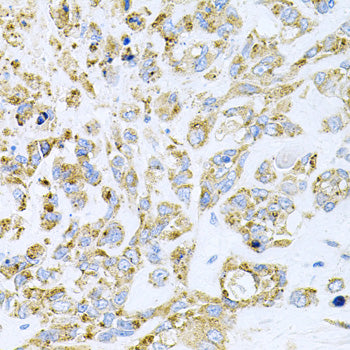 HDAC3 Rabbit pAb