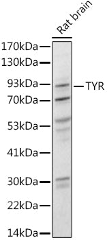 Tyrosinase Rabbit pAb