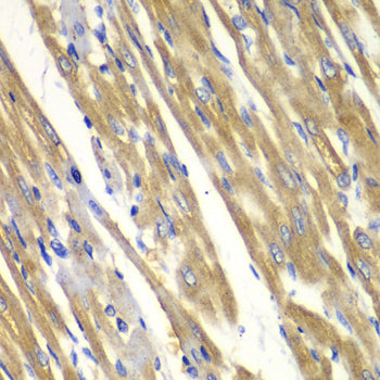 Tyrosinase Rabbit pAb