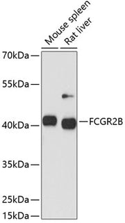 FCGR2B Rabbit pAb