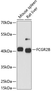 FCGR2B Rabbit pAb