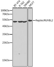Reptin/RUVBL2 Rabbit pAb