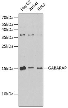GABARAP Rabbit pAb