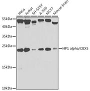 [KO Validated] HP1 alpha/CBX5 Rabbit pAb