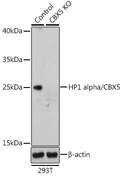 [KO Validated] HP1 alpha/CBX5 Rabbit pAb