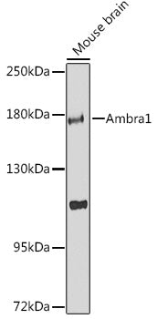 Ambra1 Rabbit pAb