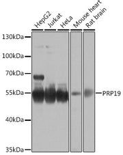 PRP19 Rabbit pAb