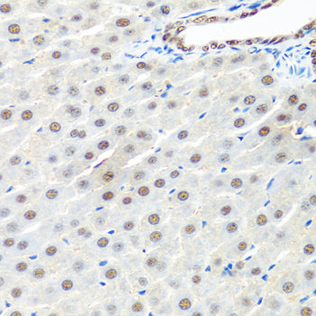 PRP19 Rabbit pAb