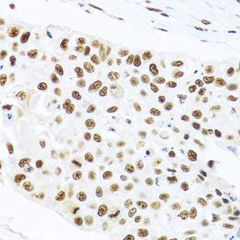 PRP19 Rabbit pAb