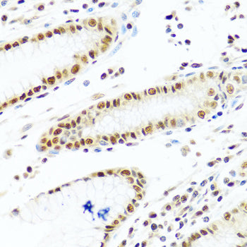 PRP19 Rabbit pAb