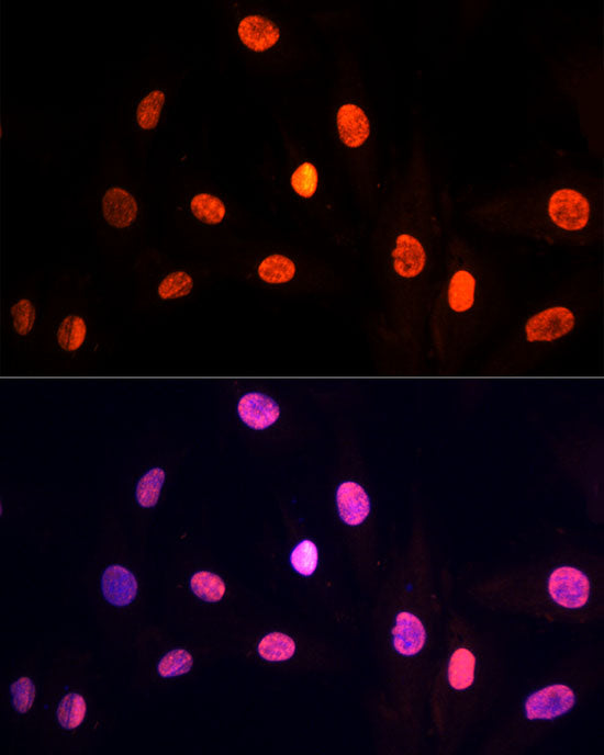 PRP19 Rabbit pAb
