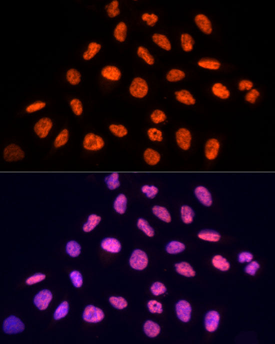 PRP19 Rabbit pAb