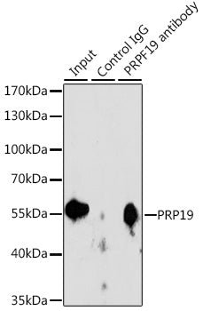 PRP19 Rabbit pAb
