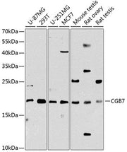 CGB7 Rabbit pAb