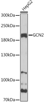 GCN2 Rabbit pAb