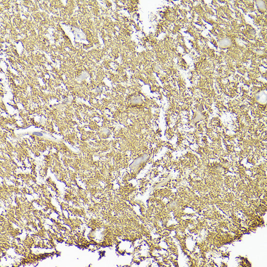 CD90/Thy1 Rabbit mAb