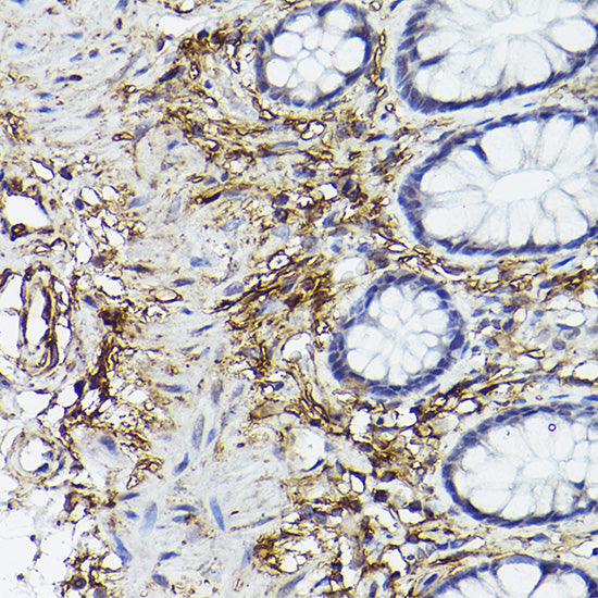 CD90/Thy1 Rabbit mAb