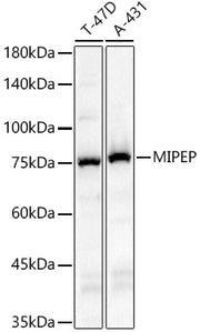 MIPEP Rabbit pAb
