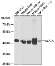 ACADL Rabbit pAb