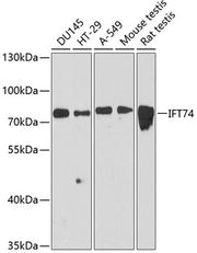 IFT74 Rabbit pAb