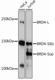 BRD4 Rabbit mAb
