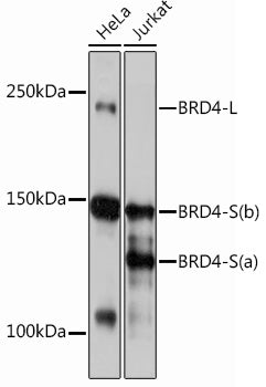 BRD4 Rabbit mAb