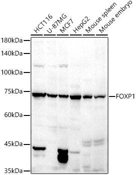 FOXP1 Rabbit pAb