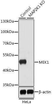 [KO Validated] MEK1 Rabbit pAb