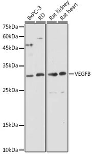 VEGFB Rabbit pAb