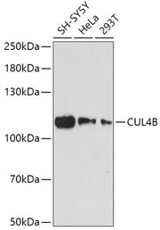 CUL4B Rabbit pAb