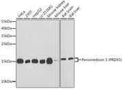 Peroxiredoxin 5 (PRDX5) Rabbit pAb