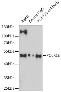 POLR1E Rabbit pAb