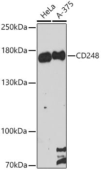 CD248 Rabbit pAb