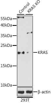 [KO Validated] KRAS Rabbit pAb