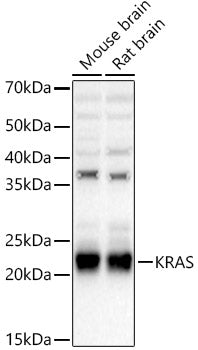 [KO Validated] KRAS Rabbit pAb